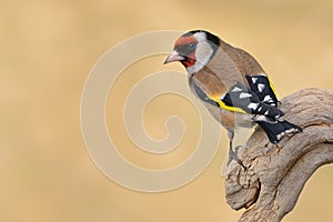 European Goldfinch Carduelis carduelis