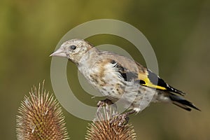 European goldfinch Carduelis carduelis