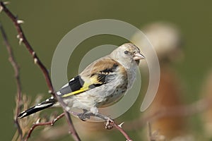 European goldfinch Carduelis carduelis