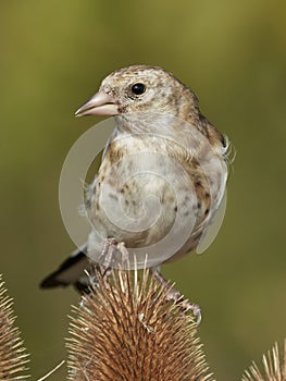 European goldfinch Carduelis carduelis