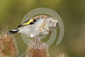 European goldfinch Carduelis carduelis