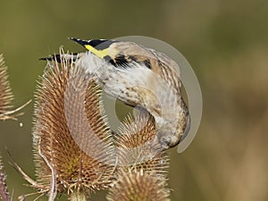 European goldfinch Carduelis carduelis