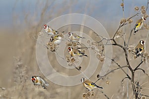 European Goldfinch Carduelis carduelis