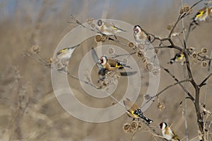 European Goldfinch Carduelis carduelis