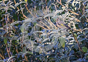 European goldfinch, carduelis carduelis