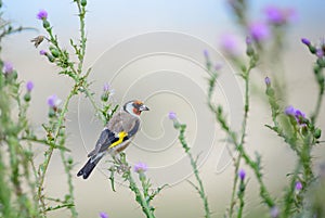 European Goldfinch - Carduelis carduelis