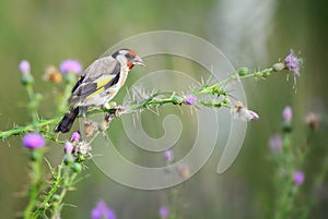 European Goldfinch - Carduelis carduelis