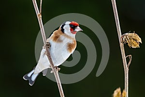 European Goldfinch - Carduelis carduelis