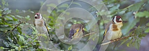 European goldfinch Carduelis carduelis