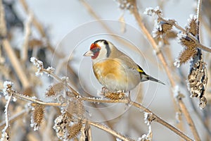 European Goldfinch (Carduelis carduelis) photo
