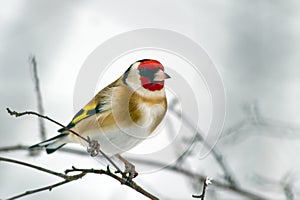 European Goldfinch (Carduelis carduelis) photo