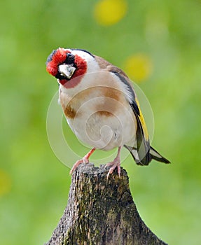 European Goldfinch Carduelis Carduelis