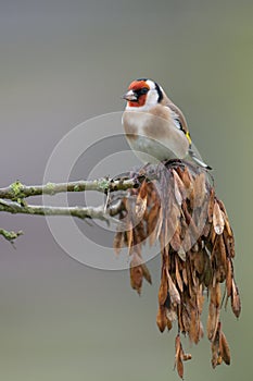 European Goldfinch (Carduelis carduelis)