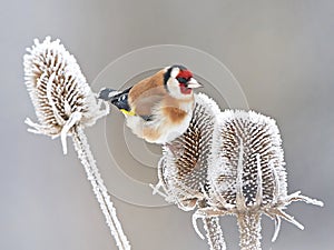 European Goldfinch (Carduelis carduelis)