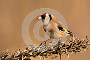 European goldfinch Carduelis carduelis bird songbird wildlife nature predator cock o the north, beautiful animal