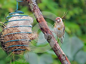 European Goldfinch - Carduelis carduelis collecting nest material.