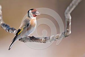 European Goldfinch (Carduelis carduelis) eating