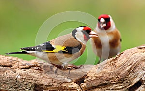 European goldfinch Carduelis carduelis photo