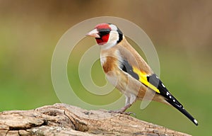 European goldfinch Carduelis carduelis photo