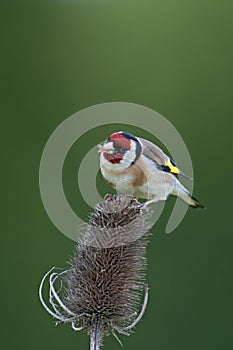 European Goldfinch (Carduelis carduelis) feeding photo