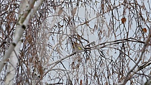 The European goldfinch Carduelis carduelis hops on a birch branch looking for food