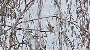 The European goldfinch Carduelis carduelis hops on a birch branch looking for food. In the background you can see a forest