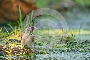 European Goldfinch or Carduelis carduelis. Looking sideways, sitting on a branch at the edge of a duckweed lake. Green