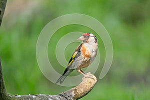 European Goldfinch, Carduelis carduelis. Looks back, sitting on a branch. Green background