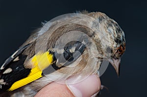 European goldfinch Carduelis carduelis parva trapped for banding.