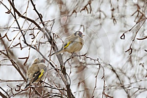 European goldfinch (Carduelis carduelis) perched on a birch after rain