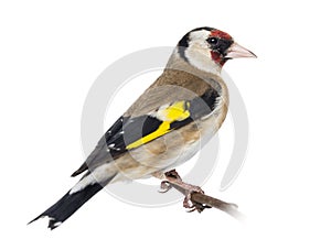 European Goldfinch, carduelis carduelis, perched on a branch photo