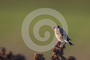 European Goldfinch Carduelis carduelis perched eating the seeds