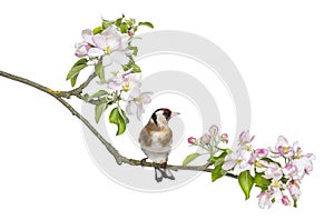 European Goldfinch, carduelis carduelis, perched on a flowering branch