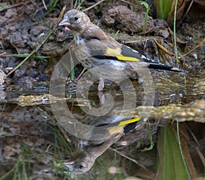 European Goldfinch Carduelis carduelis with Reflection