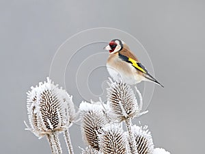 European Goldfinch (Carduelis carduelis) photo