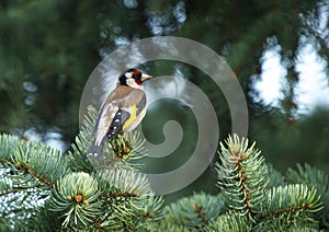 European goldfinch & x28;Carduelis carduelis& x29; sitting on the branch of fir tree