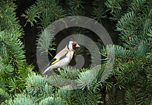 European goldfinch Carduelis carduelis sitting on the branch of fir tree