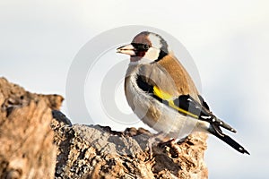 European Goldfinch , Carduelis carduelis, sitting on a branch. Snow in the background.