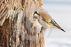 Stehlík evropský, Carduelis carduelis, sedící na větvi. Sníh v pozadí.