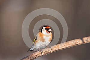 Goldfinch, Carduelis carduelis, perched on wooden perch with blurred natural background photo