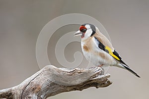European goldfinch, Carduelis carduelis sitting on a stick