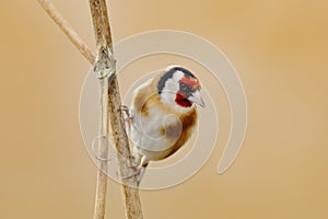 European Goldfinch, Carduelis carduelis, sitting on thistle, Sumava, Czech republic, Male grey songbird with green and yellow clea