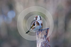 European goldfinch carduelis carduelis sitting on the trunk