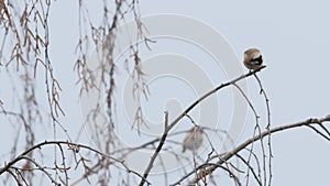 The European goldfinch Carduelis carduelis, a small group of birds, forages on a birch tree