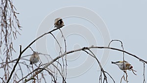 The European goldfinch Carduelis carduelis, a small group of birds, forages on a birch tree