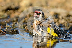 European Goldfinch, carduelis carduelis, splashing in the water.