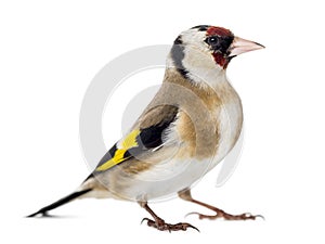 European Goldfinch, carduelis carduelis, standing, isolated