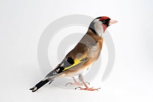 European Goldfinch, carduelis carduelis, standing, isolated on white.