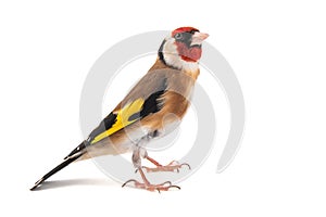 European Goldfinch, carduelis carduelis, standing, isolated on white background