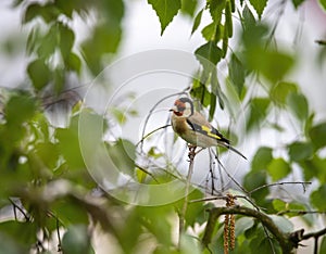 European goldfinch ,Carduelis carduelis standing on a rock with bird food in nature. Colorful passerine with a bright red face and